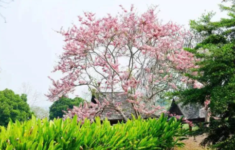 4月云南旅游必去的景点