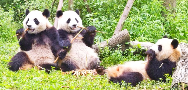 雅安春季旅游景点精品旅游线路推荐