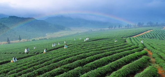 茶旅融合推动乡村振兴