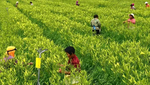 大同农文旅融合发展：深挖传统黄花文化
