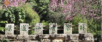 普洱景迈山古茶林文化景观已于全面实行免费预约入园机制