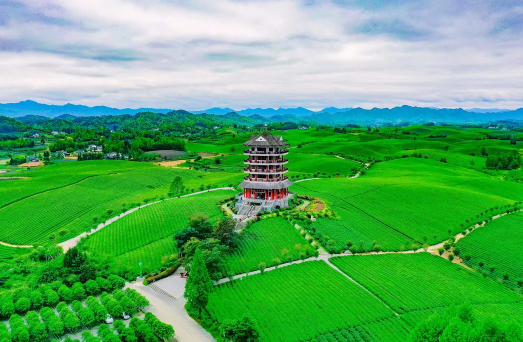 春游遵义采茶，遵义旅游茶文化主题游精品线路