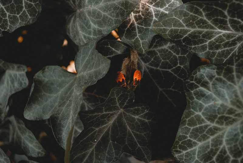 乡村旅游景区新媒体营销策略