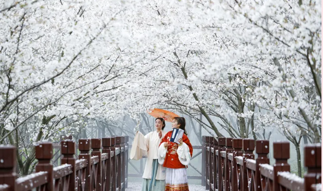 中国固镇第二届樱花季将于3月30日在固镇县谷阳城遗址公园开幕