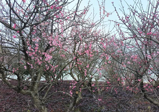 长沙县多景区景点迎来龙年开门红 长沙县多景区景点迎来龙年开门红