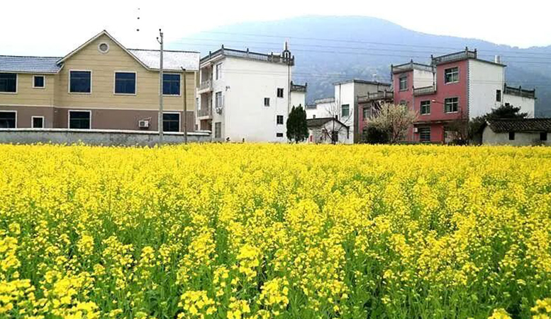江西省九江市持续推出赏花旅游活动