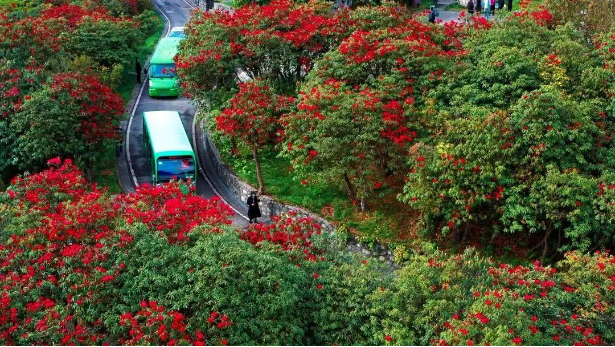 百里杜鹃景区推出旅游新服务 百里杜鹃景区推出旅游新服务