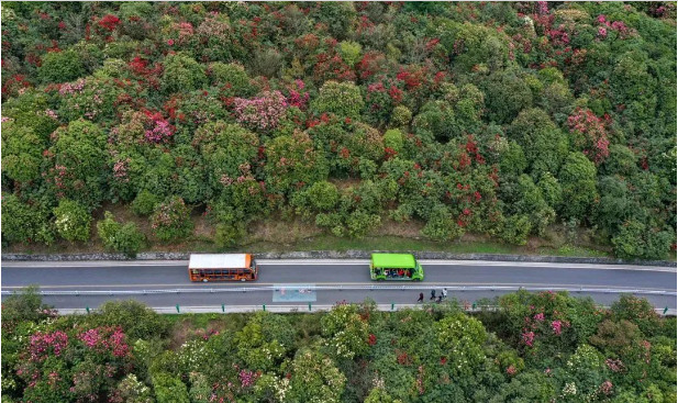 百里杜鹃景区推出旅游新服务 百里杜鹃景区推出旅游新服务