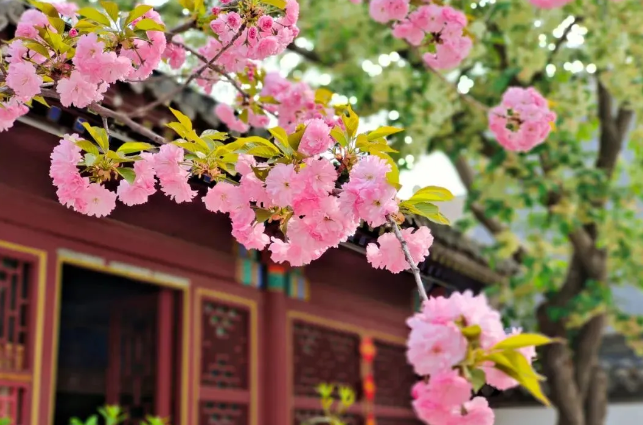 石家庄市文旅市场呈现出一派春意盎然的景象