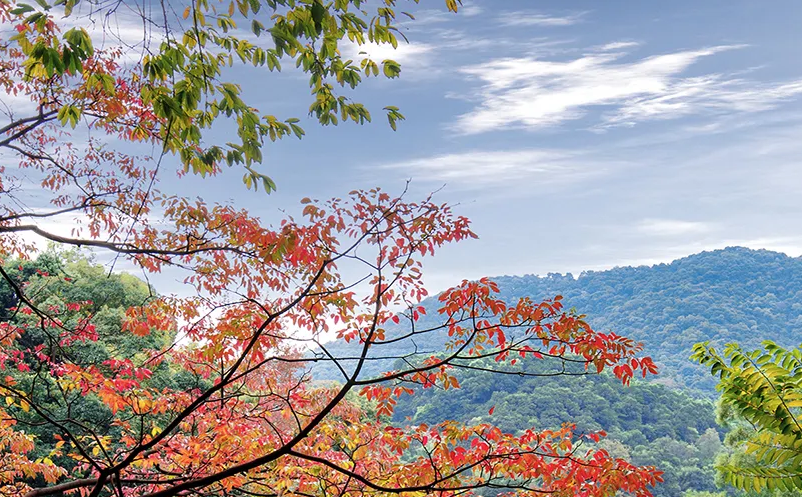 我国国内旅游市场正在有序回暖，仍面临不小压力 