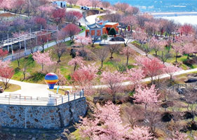 桐浦樱花谷应用易景通票务系统，解锁“短视频+文旅”营销新通路